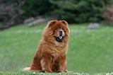 CHOW CHOW 758